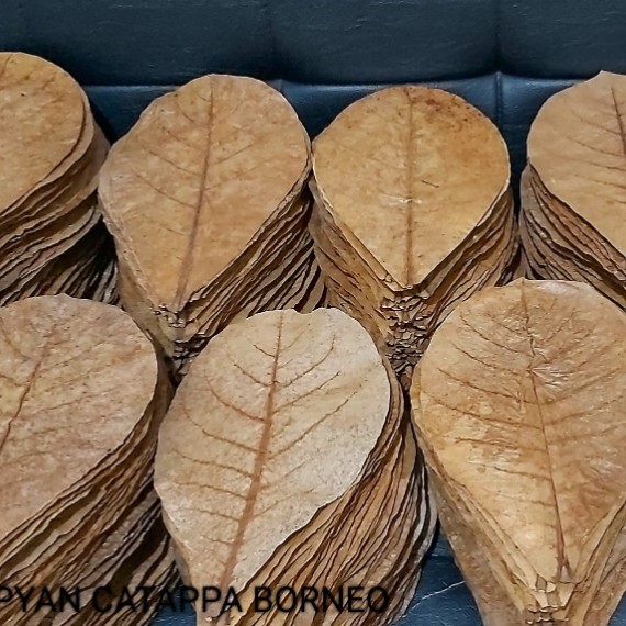 Dried Catappa Leaves (Terminalia Catappa)