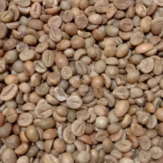 Arabica Toraja Kalosi and Robusta Seko Luwu