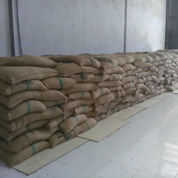 Arabica Sumatera Gayo Coffee Grade 1 Semi washed Process