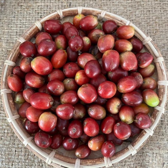 Grade 1 Arabica Gayo