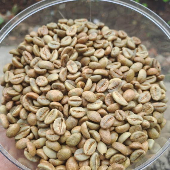 Fine Robusta Kerinci Anaerobic Natural