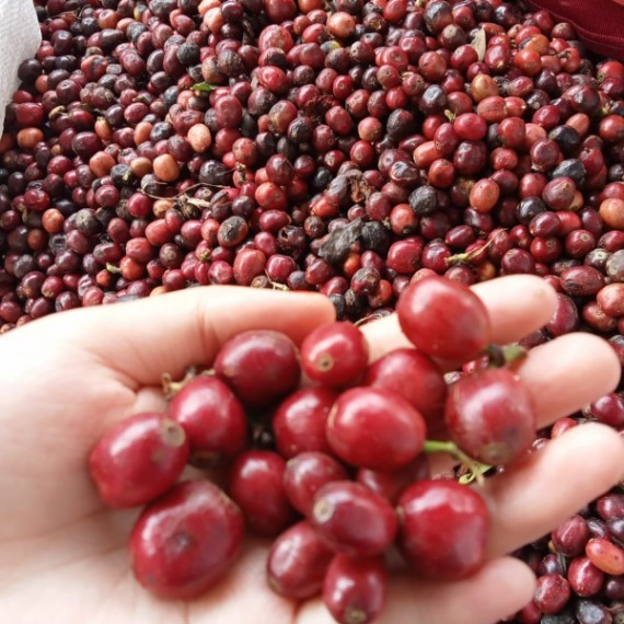 Fine Robusta Kerinci Anaerobic Natural