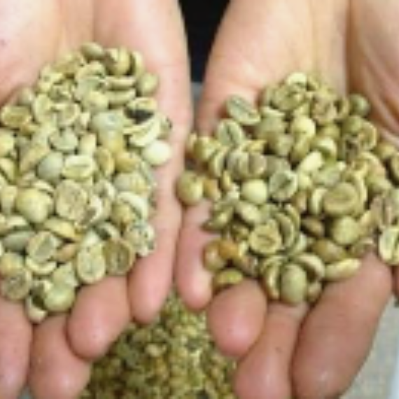 Arabica & Robusta Green Coffee Bean