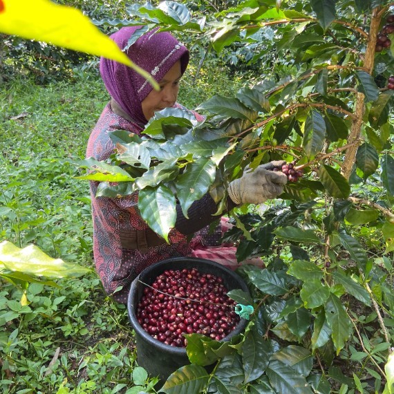 Wanoja Green Bean Arabica Natural