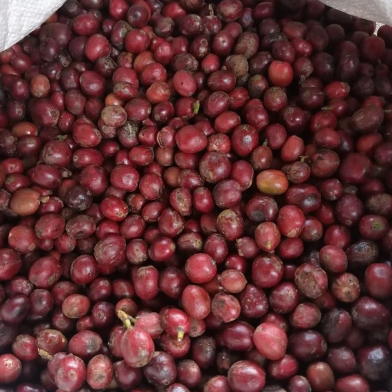 Robusta Bean (North Sulawesi Coffee Origin) - Commercial G1