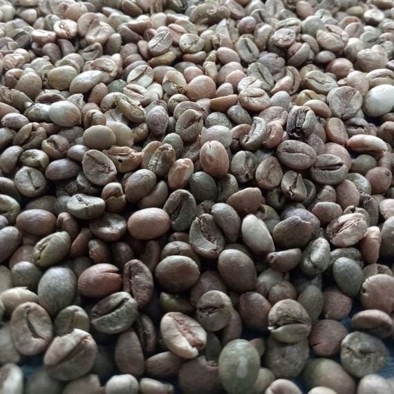 Robusta Bean (North Sulawesi Coffee Origin) - Commercial G1