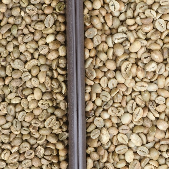 Green Bean Selangis Natural